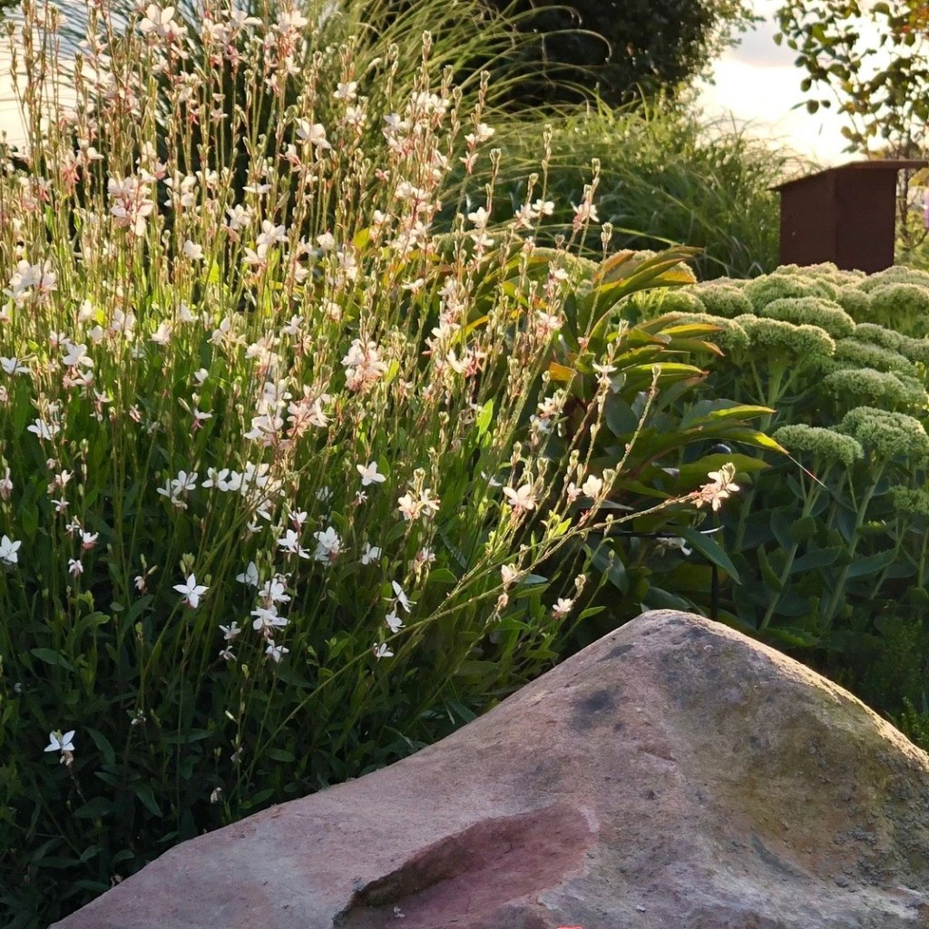 Gaura lindheimeri