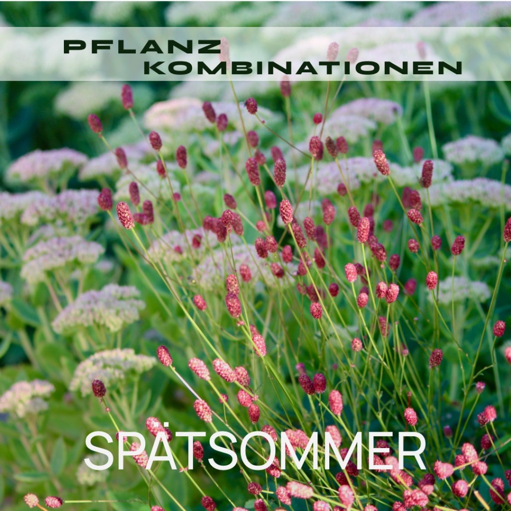 PFLANZKOMBINATIONEN – SPÄTSOMMER AM&nbsp;MEER
