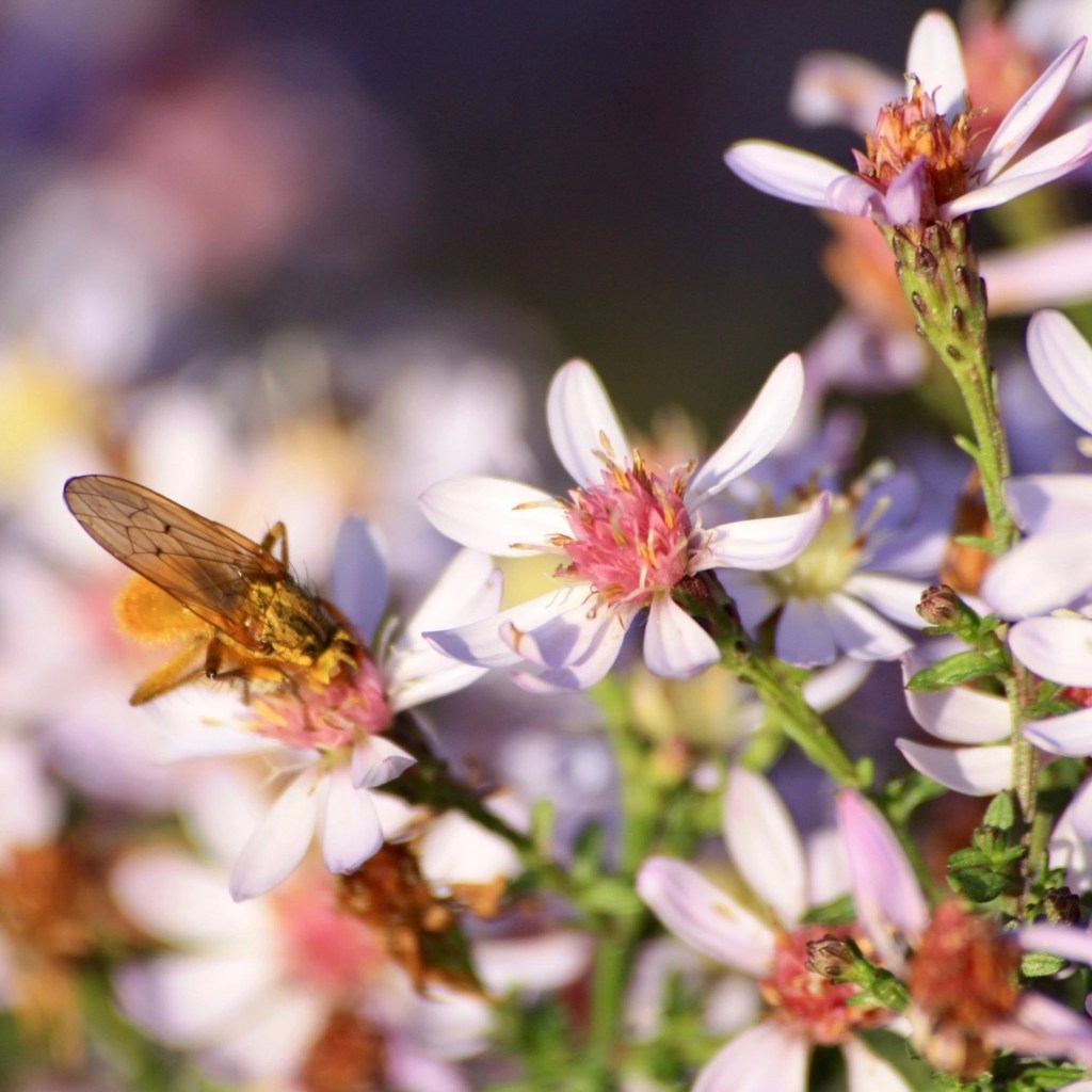 Aster cordifolius 'Little Carlow'