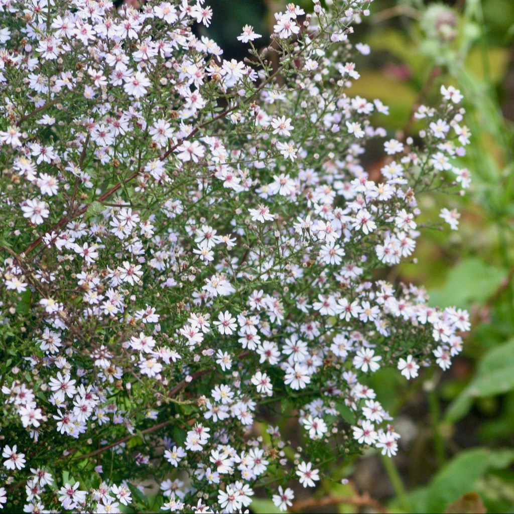 Aster cordifolius 'Little Carlow'