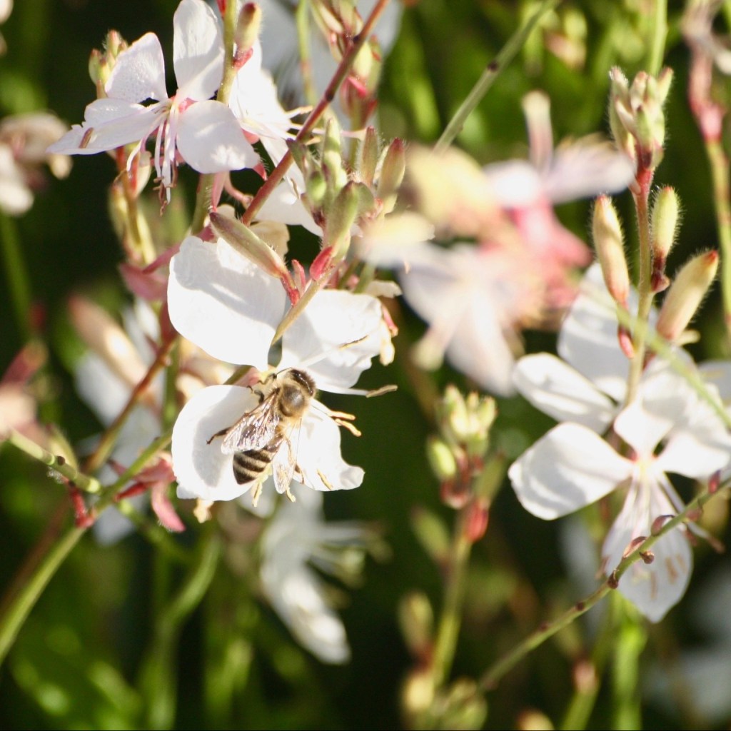 Gaura lindheimeri