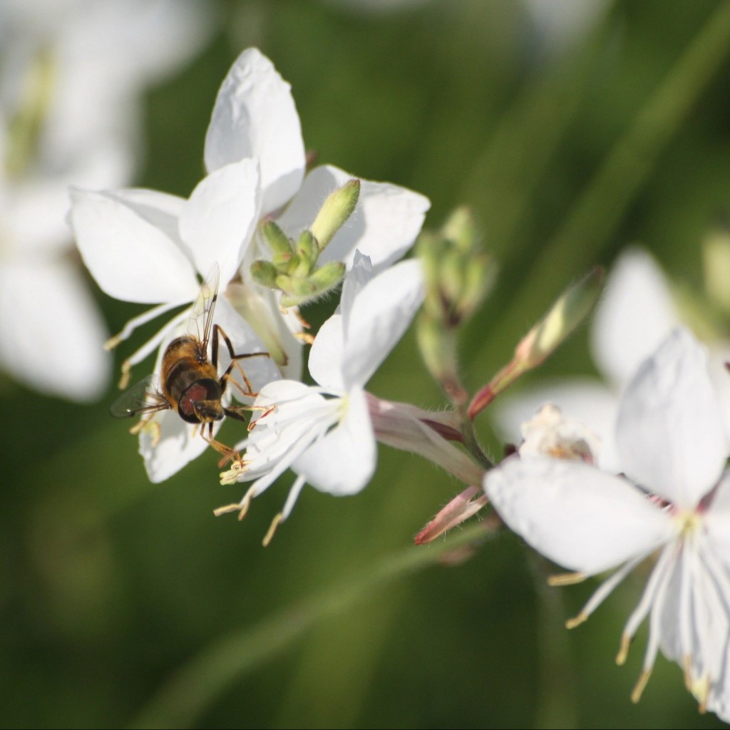 Gaura lindheimeri mit Sedum telephium 'Herbstfreude'