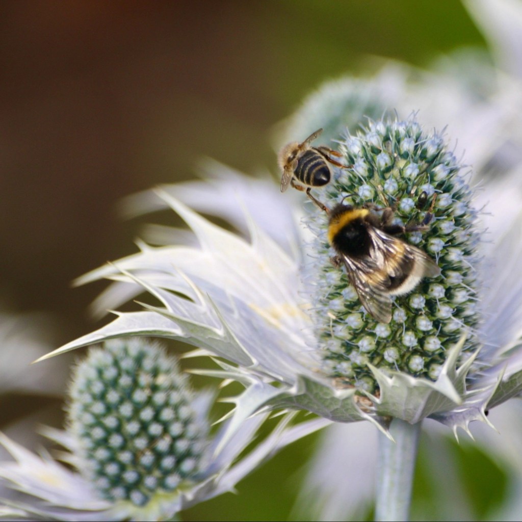 Eryngium giganteum