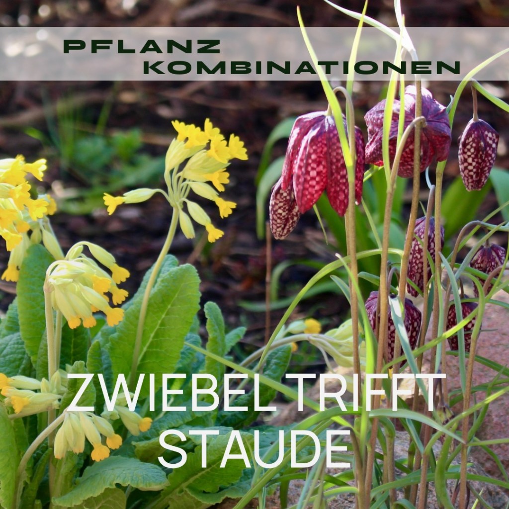 PFLANZKOMBINATIONEN – ZWIEBEL TRIFFT&nbsp;STAUDE