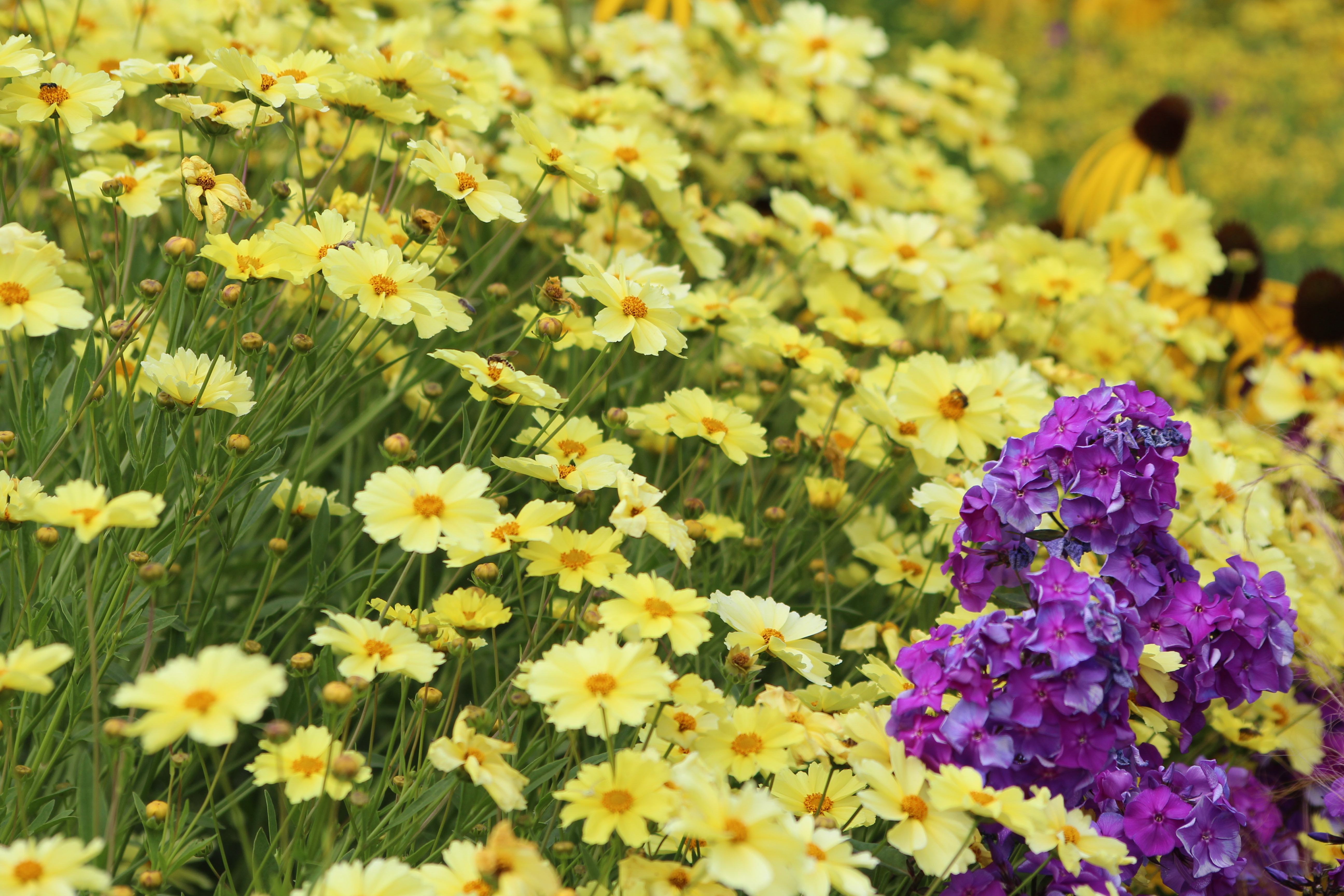 Mädchenauge und lila Phlox