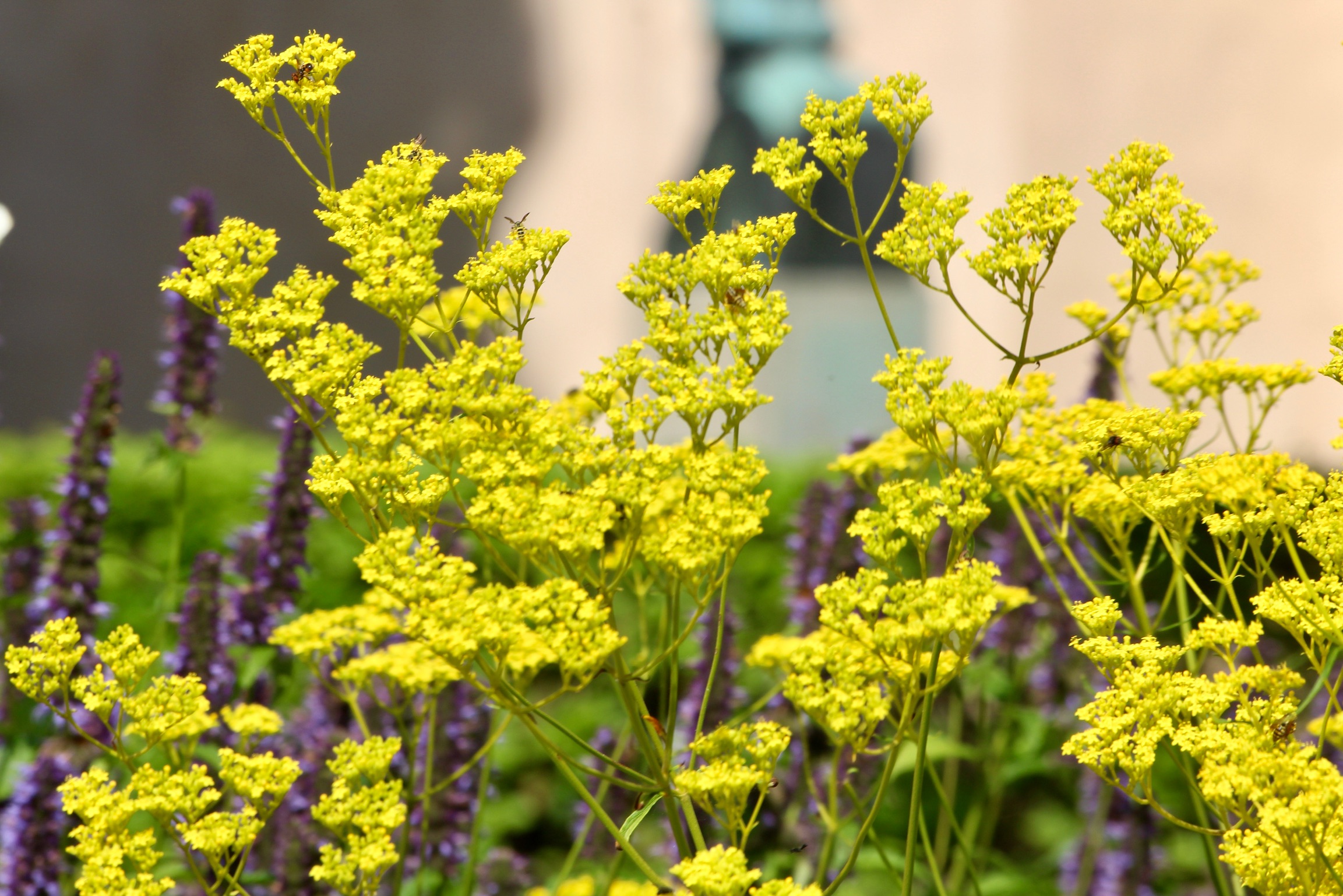 Patrinia scabiosifolia (Goldbaldrian)