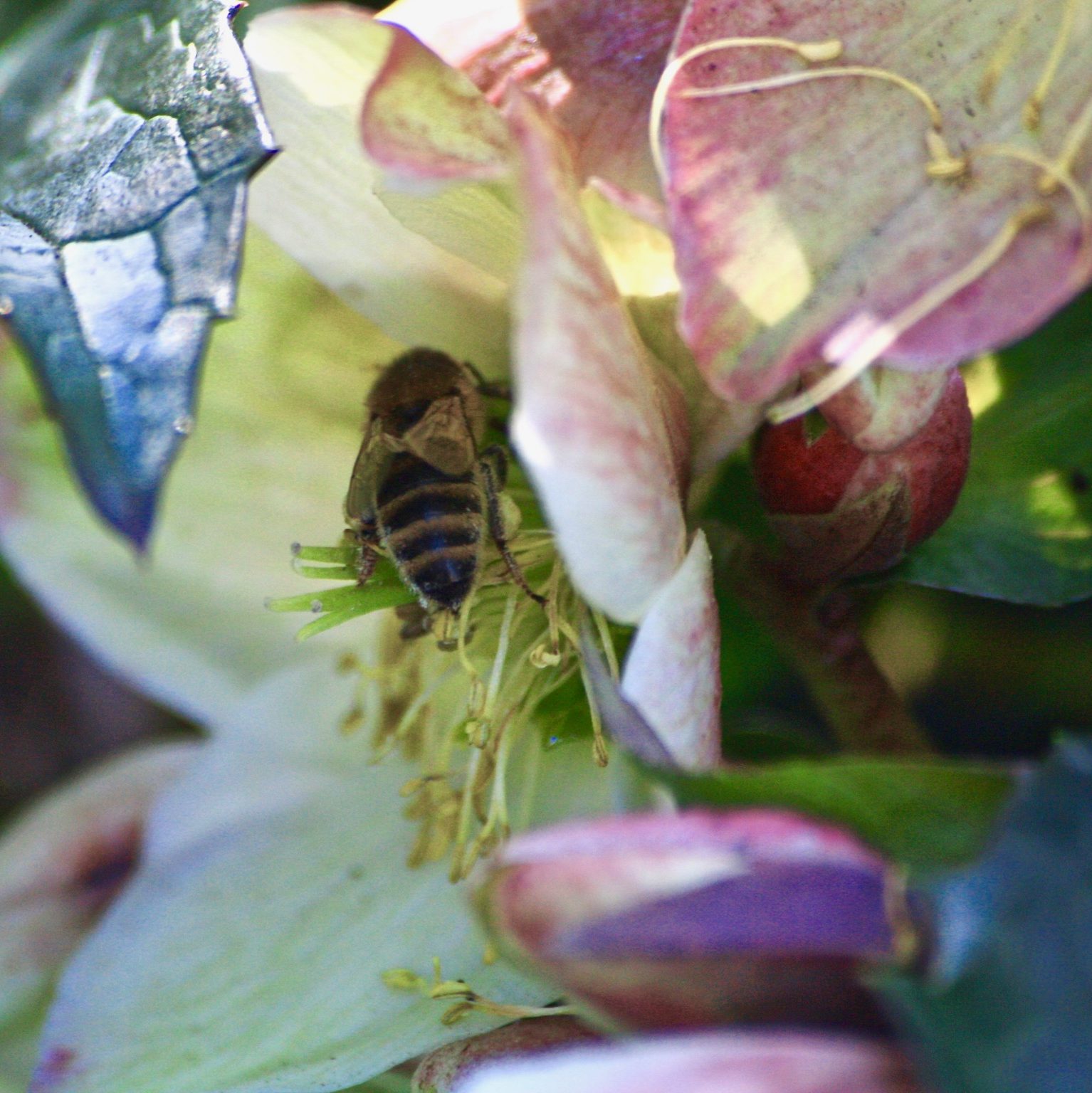 Helleborus niger (Christrose)