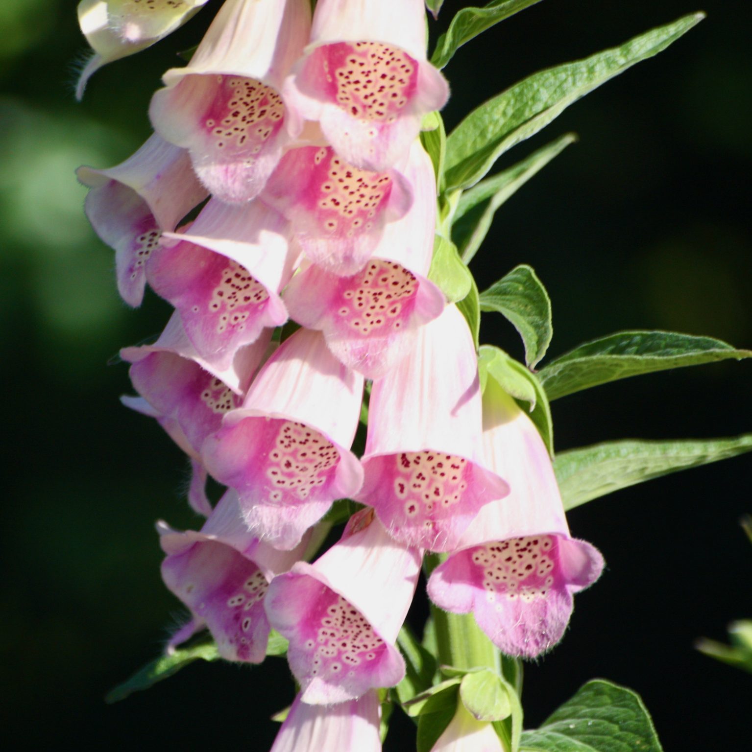 Digitalis purpurea (Fingerhut)