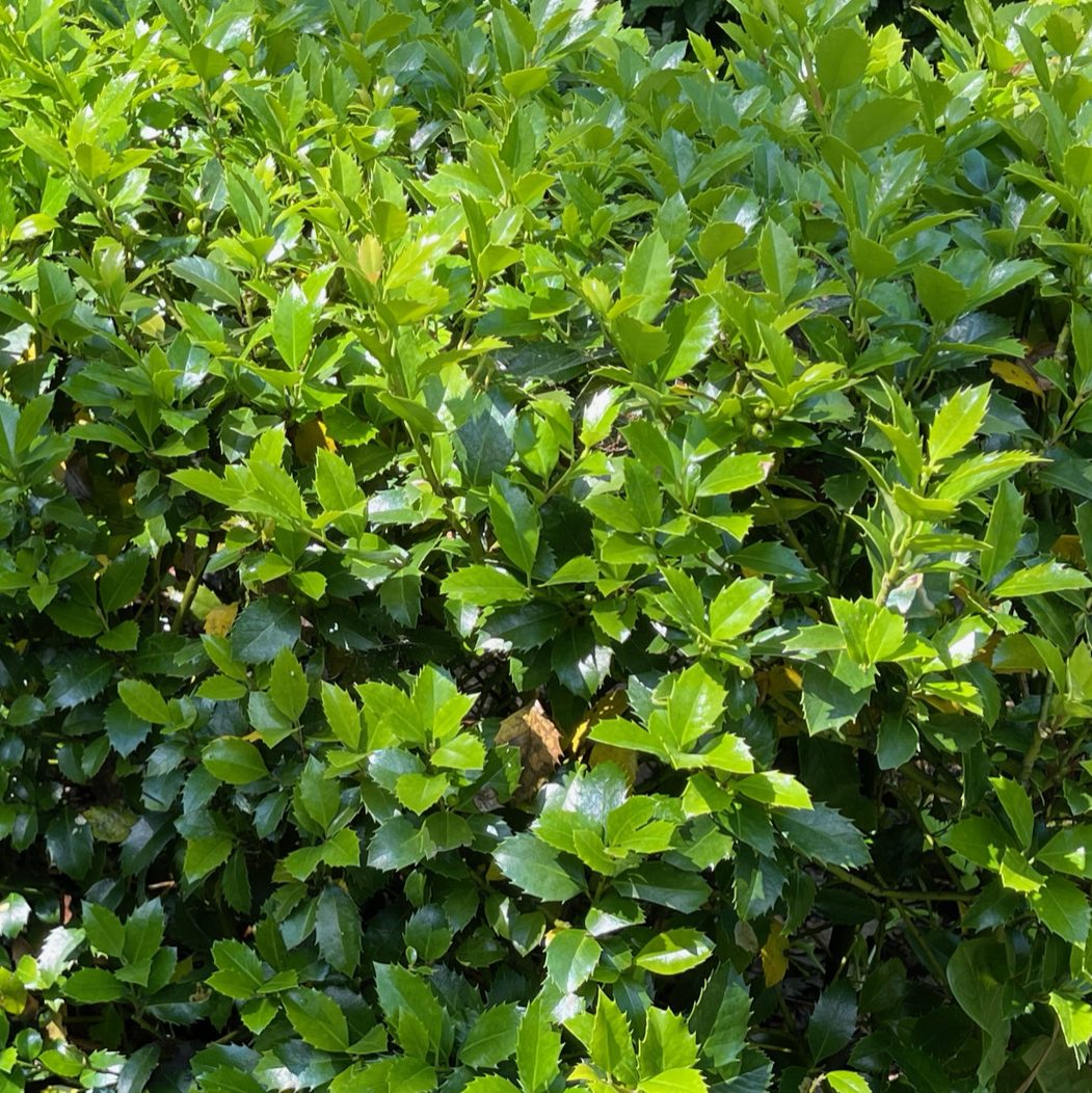  Ilex × meserveae (Blaue Stechpalme)