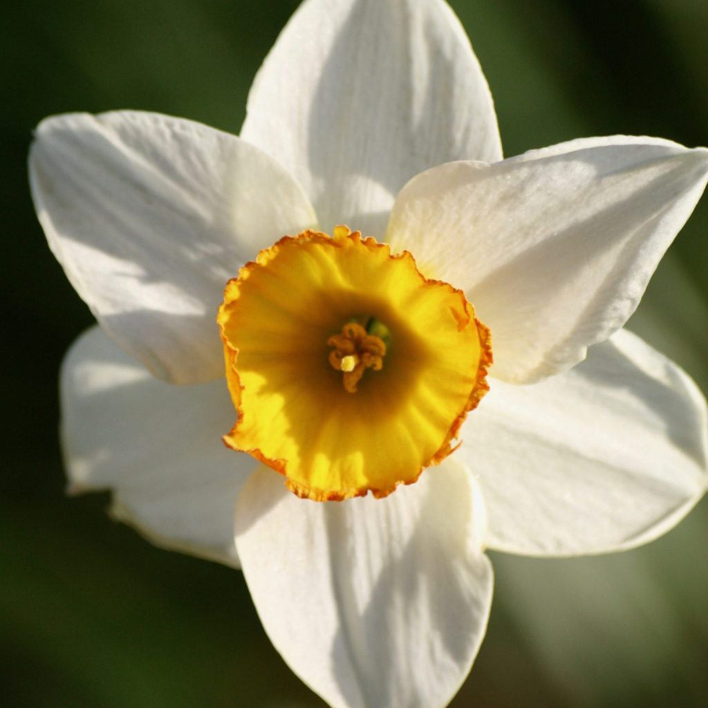 Narcissus poeticus 'Actaea' (Dichernarzisse)