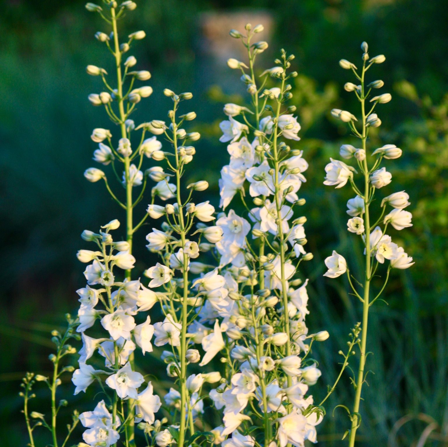 Delphinium Pacific-Hybride 'Galahad' (Rittersporn)