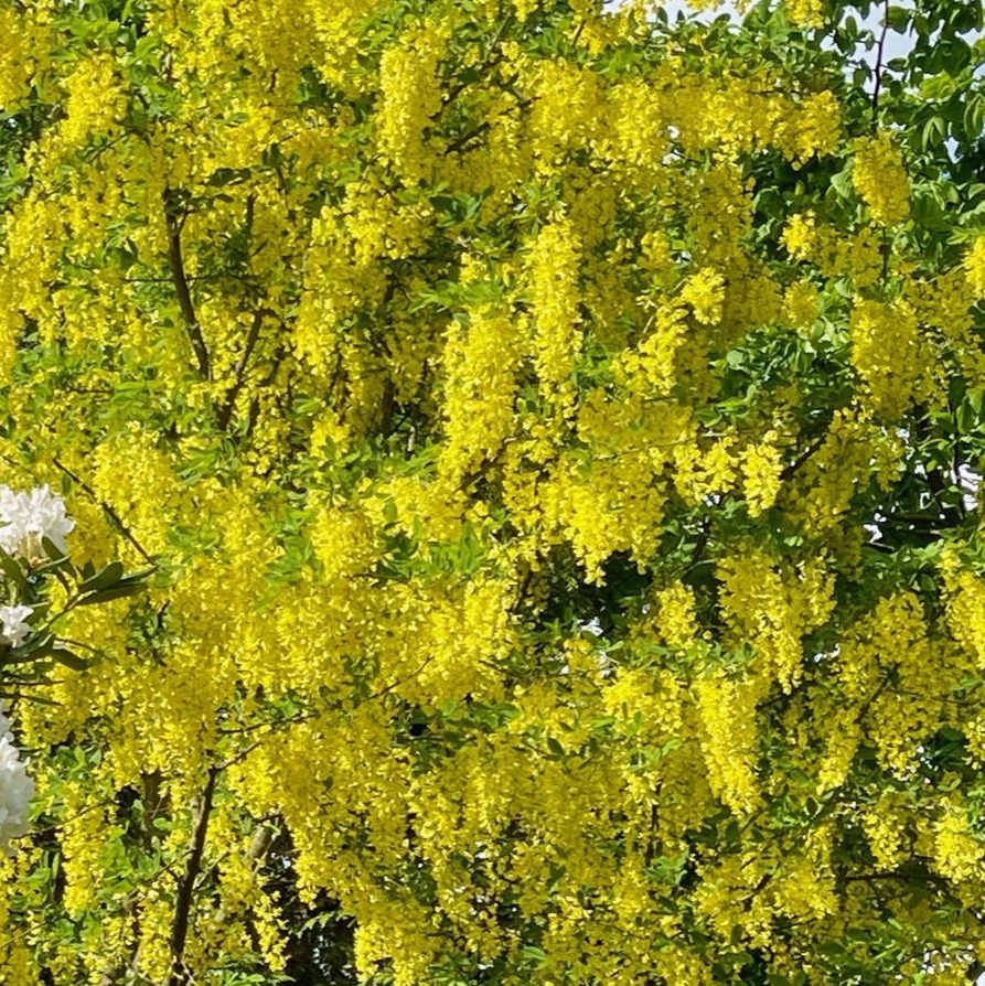 Laburnum anagyroides (Goldregen)