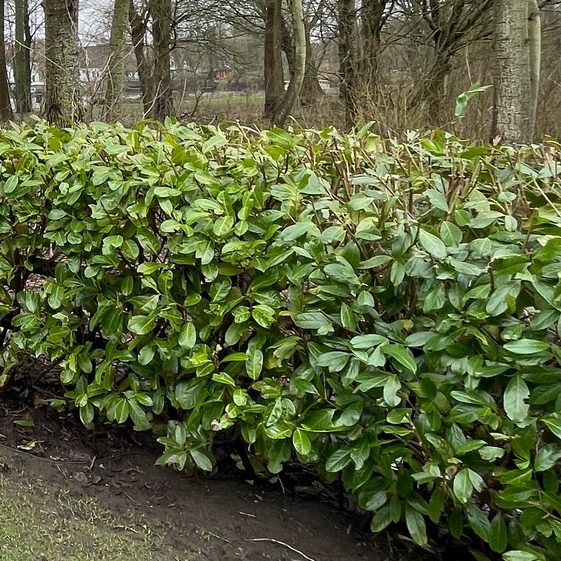 Prunus laurocerasus (Kirschlorbeer)