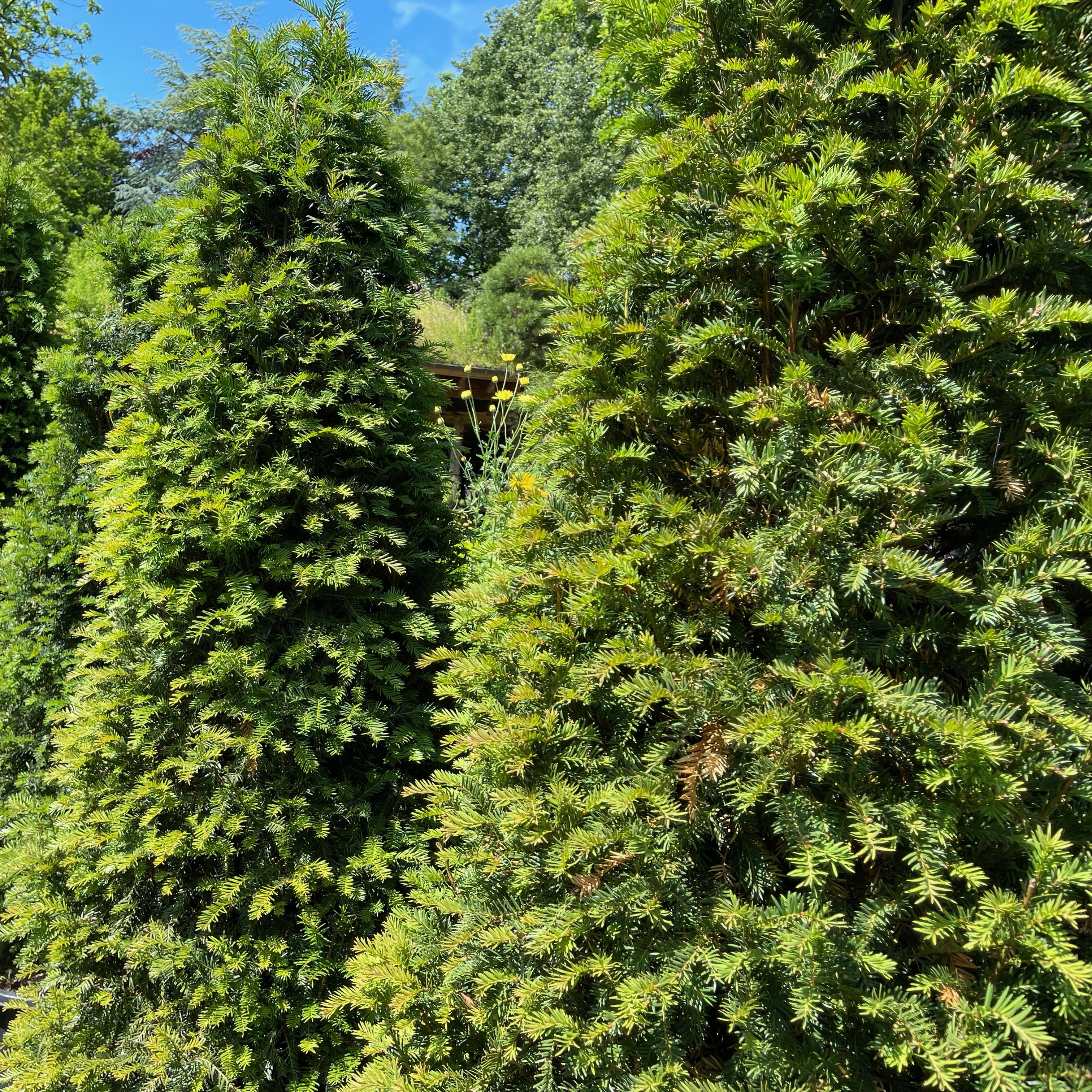 Taxus baccata (Heimische Eibe)