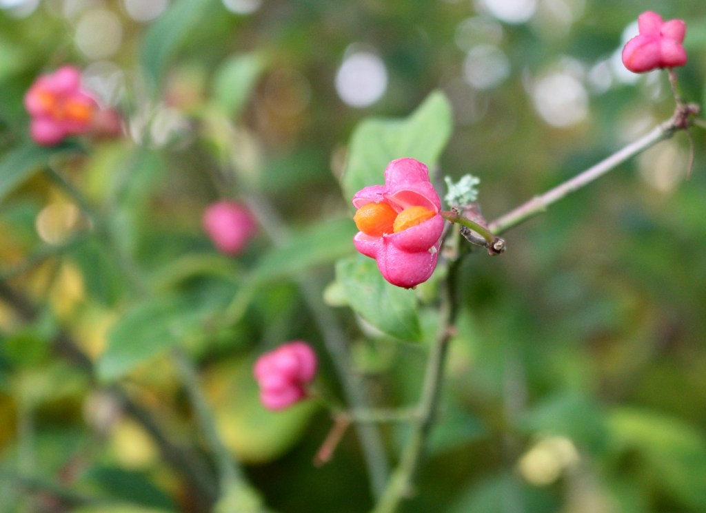 Euonymus europaeus (Pfaffenhütchen)