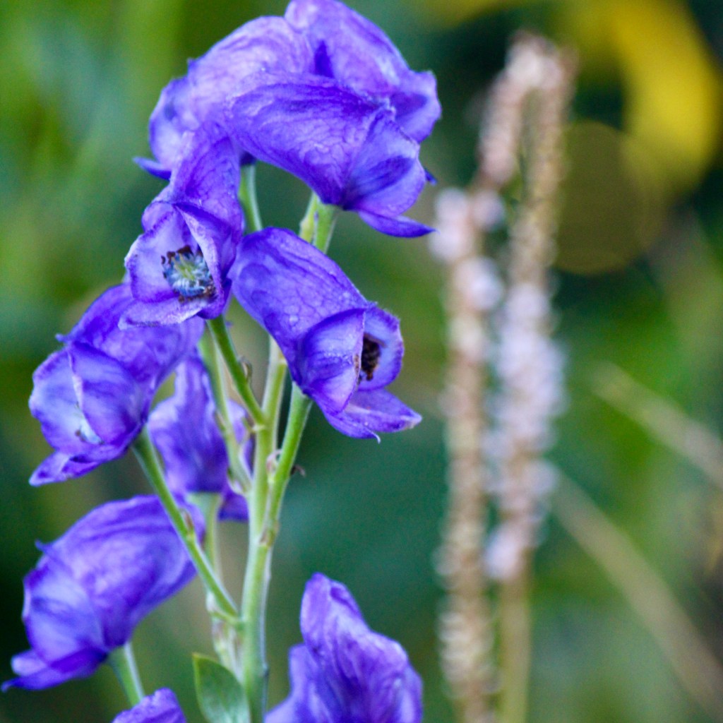 Aconitum napellus (Blauer Eisenhut)
