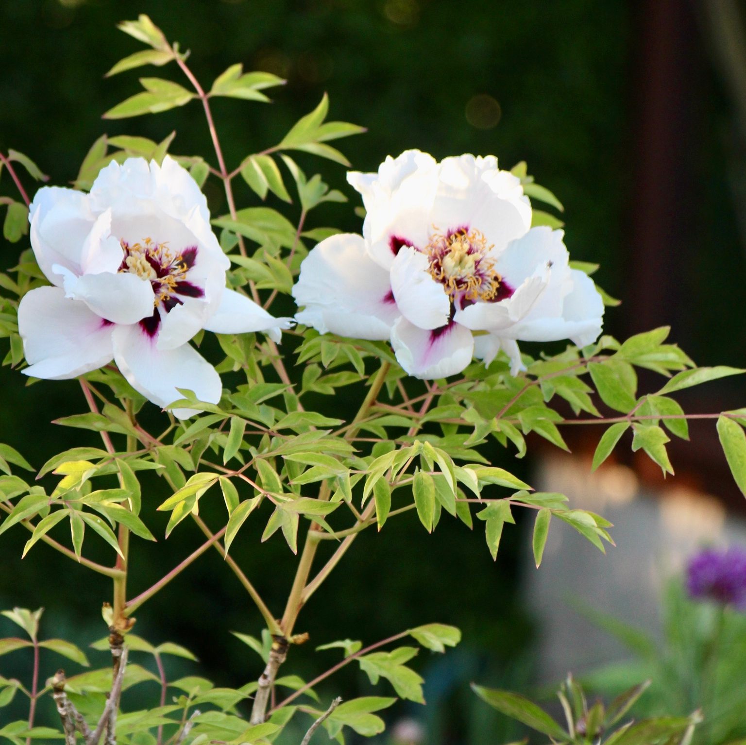 Paeonia rockii (Strauch-Pfingstrose)