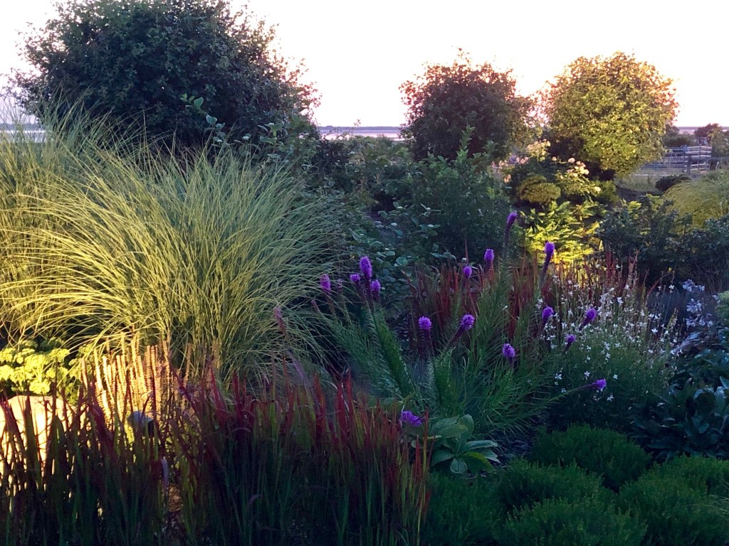 Ein schöner Garten mit verschiedenen Pflanzen, darunter hohe Gräser und lila Blumen, unter einem sanften Abendlicht.