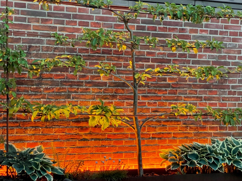 Ein Fokus auf einen kleinen Baum mit grünen Blättern, vor einer roten Backsteinmauer, die mit orangefarbenem Licht beleuchtet ist. Im Vordergrund sind grüne Pflanzen zu sehen.
