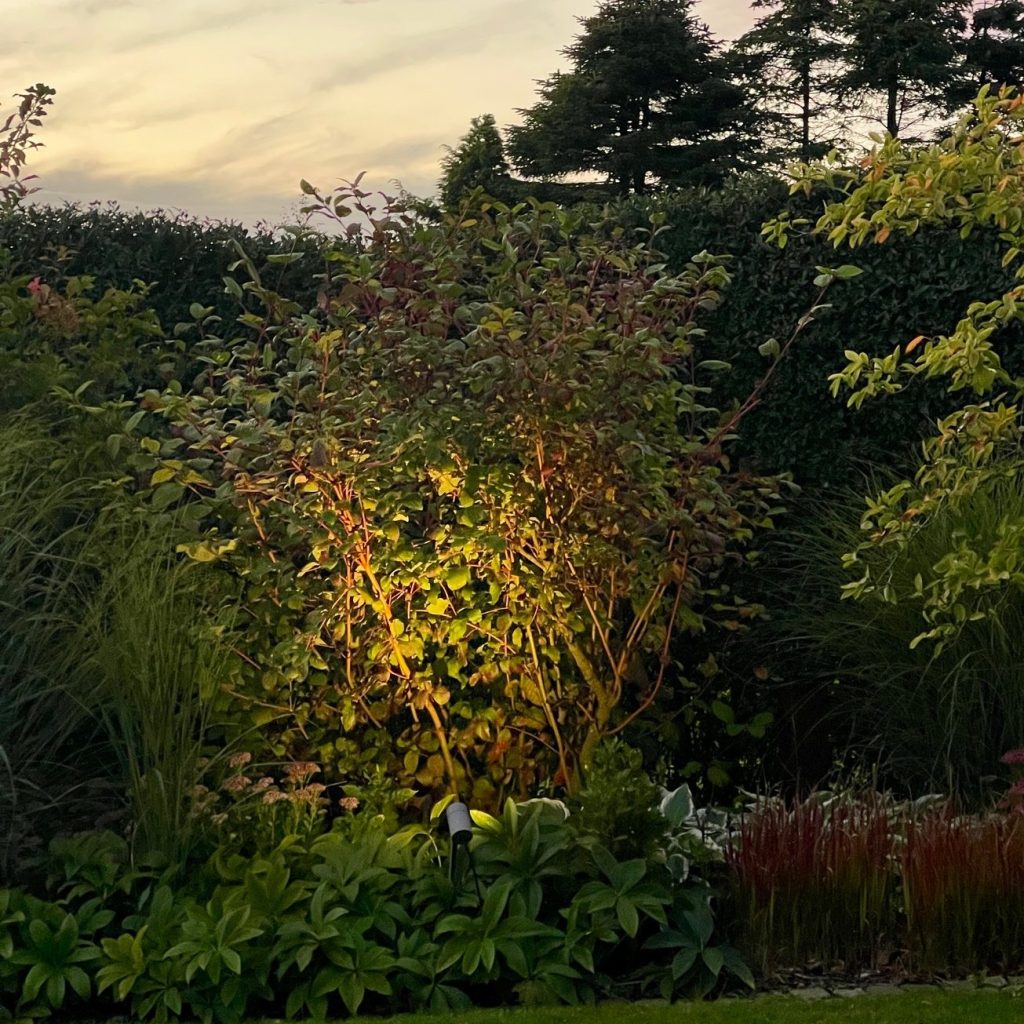 Ein beleuchteter Busch im Garten vor einem Abendhimmel, umgeben von verschiedenen Pflanzen und hohem Gras.