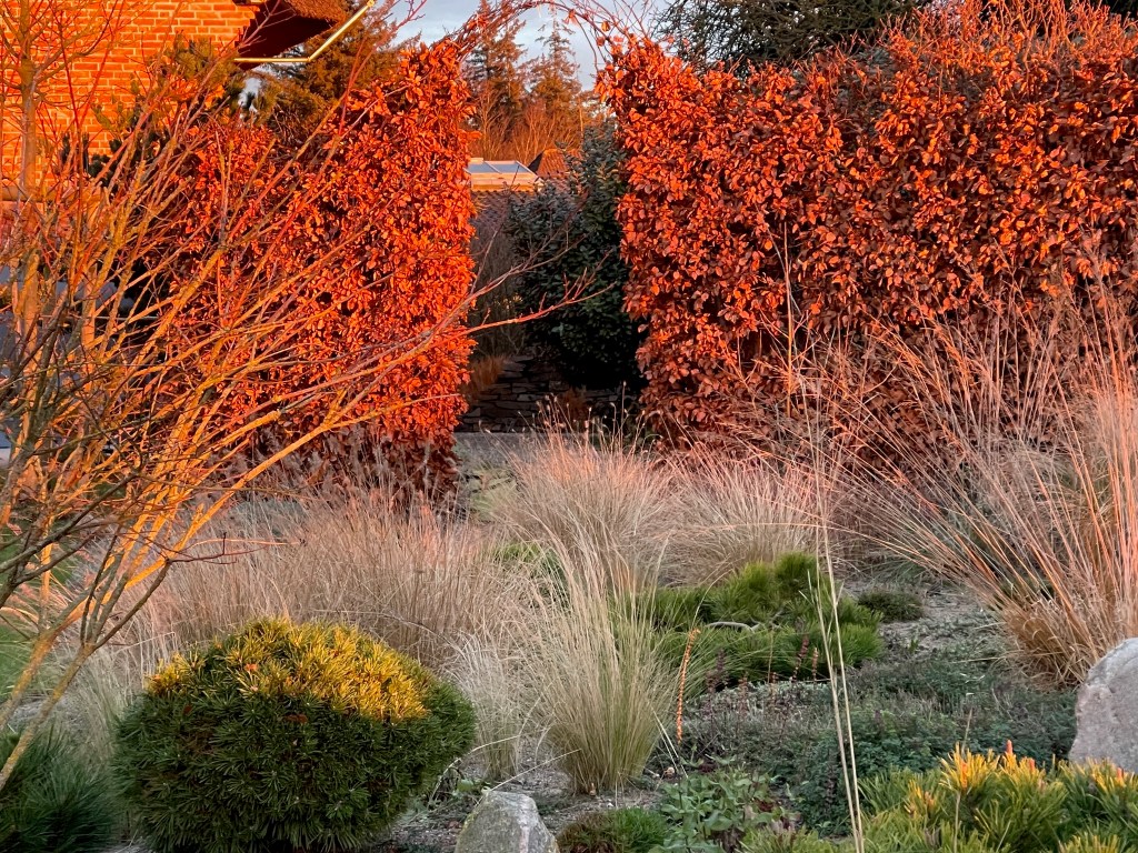 Ein Garten mit verschiedenen Pflanzen, darunter rote Hecken, Gräser und Sträucher, die im warmen Licht des Sonnenuntergangs erstrahlen.